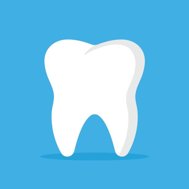 The Anatomy of the Tooth