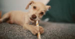 Mountain View Dental pet dental care Pleasant View UT