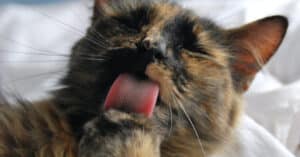 The Role Of Your Tongue Mountain View Dental Tongue Pleasant View UT